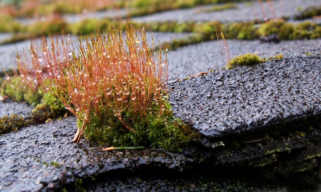 roofer|roofing|Flat roof|Flat roof repair|Flat roof installation