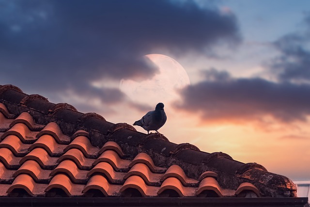 roofer|roofing|roof repair|roof installation
