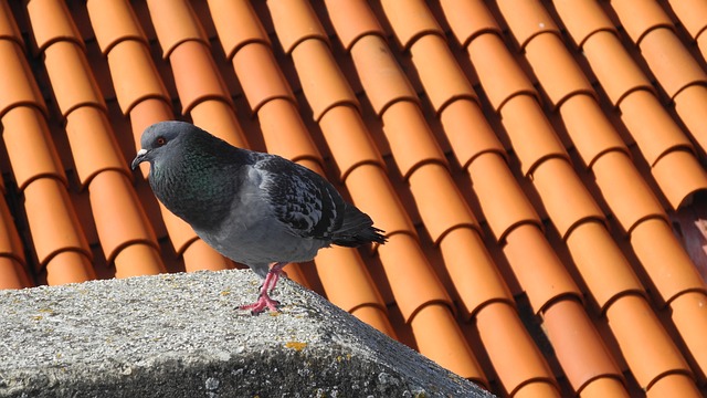 roofer|roofing|slate roof|slate roof repair|slate roof installation
