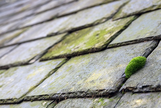 roofer|roofing|slate roof|slate roof repair|slate roof installation
