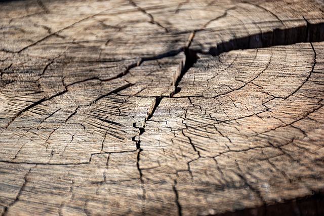 tree company|tree removal|stump grinding|tree trimming