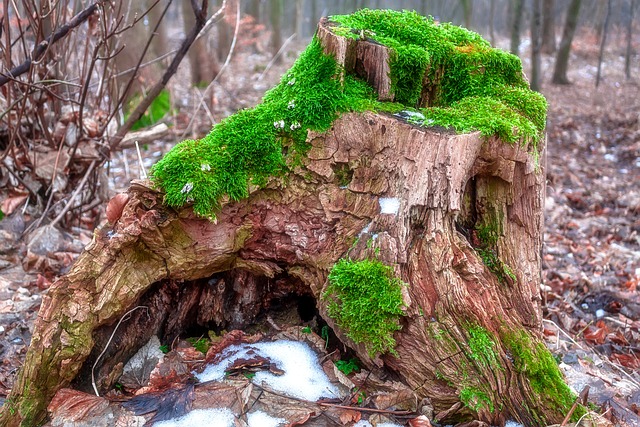 tree company|tree removal|stump grinding|tree trimming