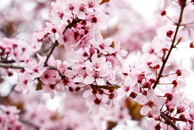 tree company|tree removal|stump grinding|tree trimming