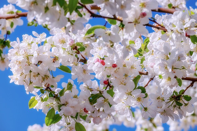tree company|tree removal|stump grinding|tree trimming