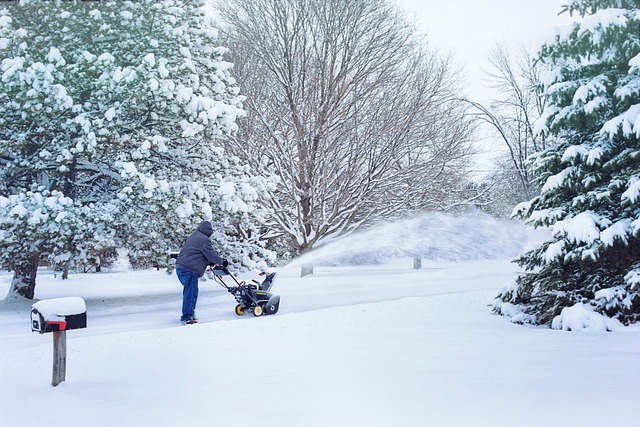 tree removal|tree removal|stump grinding|tree trimming