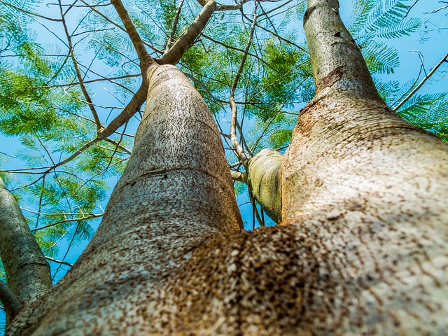 tree removal|tree removal|stump grinding|tree trimming