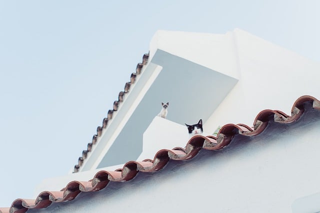 roofing|leaking roof|roof leaks|roof repair
