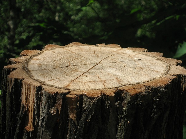 tree company|tree removal|stump grinding|tree trimming