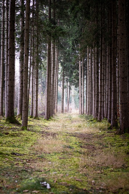 tree company|tree removal|stump grinding|tree trimming