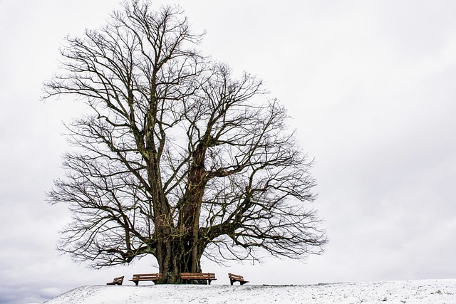 tree company|tree removal|stump grinding|tree trimming