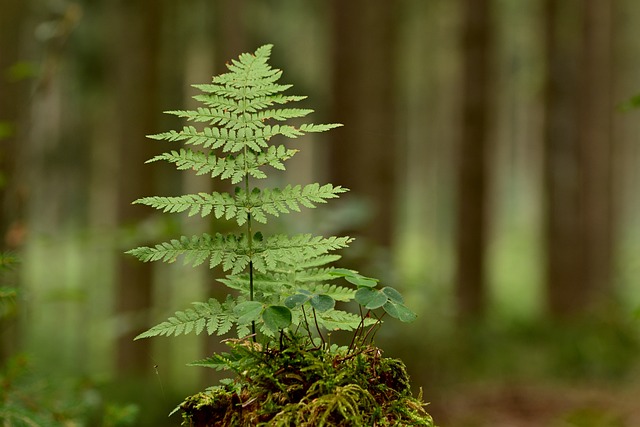 tree company|tree removal|stump grinding|tree trimming
