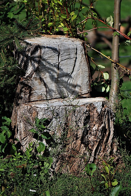tree company|tree removal|stump grinding|tree trimming