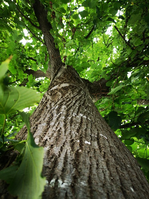 tree removal|tree removal|stump grinding|tree trimming