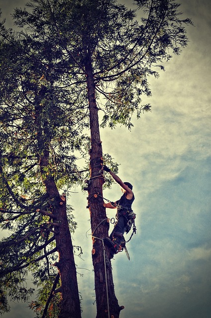 tree removal|tree removal|stump grinding|tree trimming