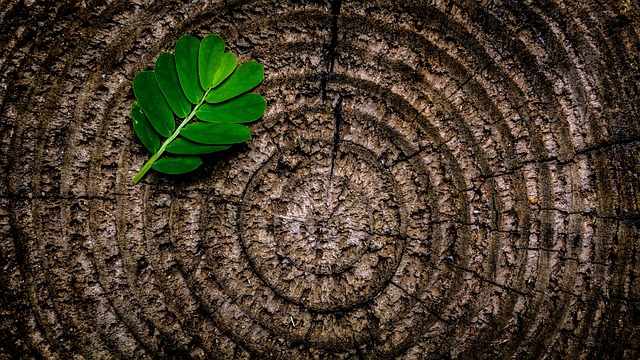 tree removal|tree removal|stump grinding|tree trimming