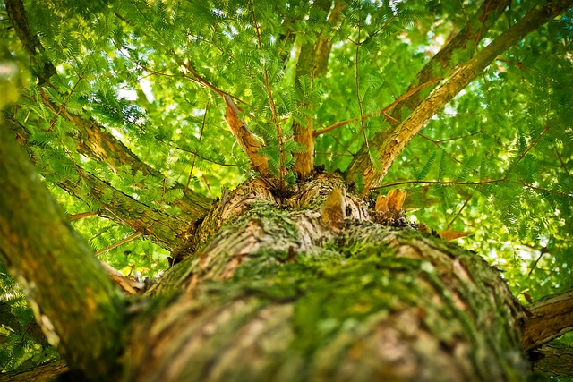 tree removal|tree removal|stump grinding|tree trimming