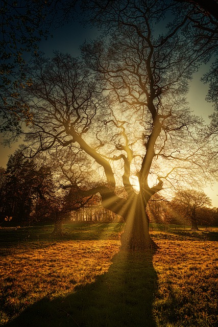 tree removal|tree removal|stump grinding|tree trimming