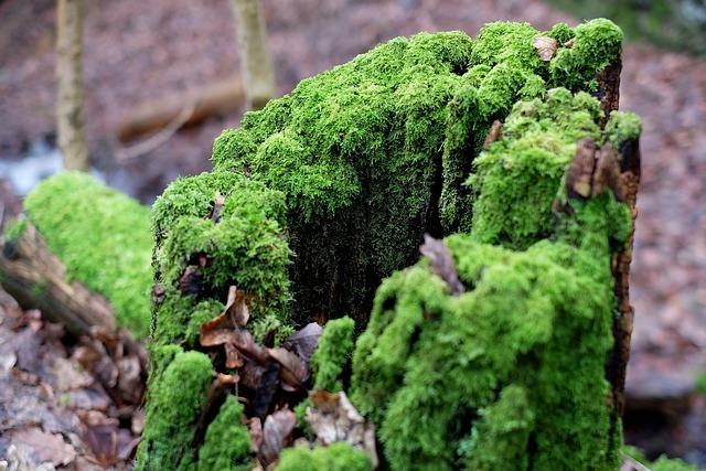 tree removal|tree removal|stump grinding|tree trimming