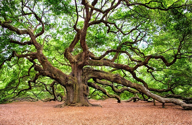 tree removal|tree removal|stump grinding|tree trimming