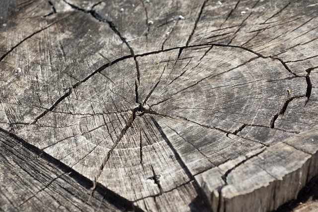 tree removal|tree removal|stump grinding|tree trimming