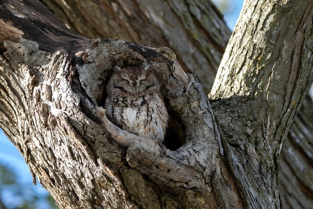 tree-companytree-removalstump-grindingtr-640x480-11363175.jpeg