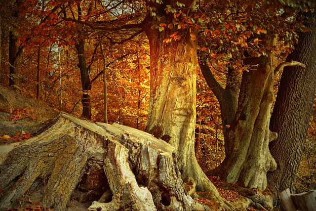 tree-companytree-removalstump-grindingtr-640x480-13362592.jpeg