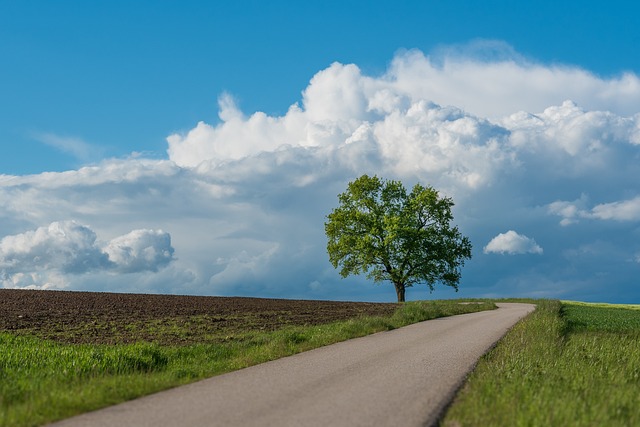 tree-companytree-removalstump-grindingtr-640x480-18278111.jpeg