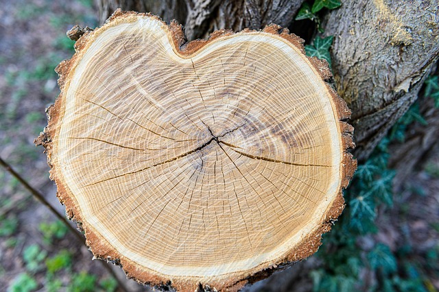 tree-companytree-removalstump-grindingtr-640x480-38736128.jpeg
