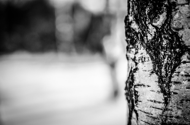 tree company|tree removal|stump grinding|tree trimming