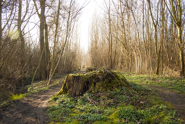 tree-companytree-removalstump-grindingtr-640x480-71157814.jpeg