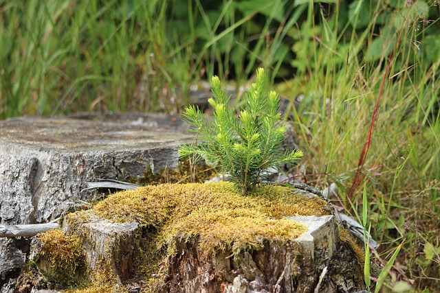 tree company|tree removal|stump grinding|tree trimming