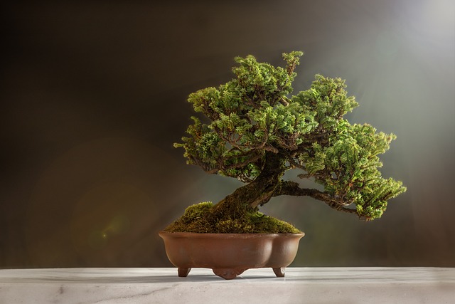 tree-companytree-removalstump-grindingtr-640x480-87280676.jpeg