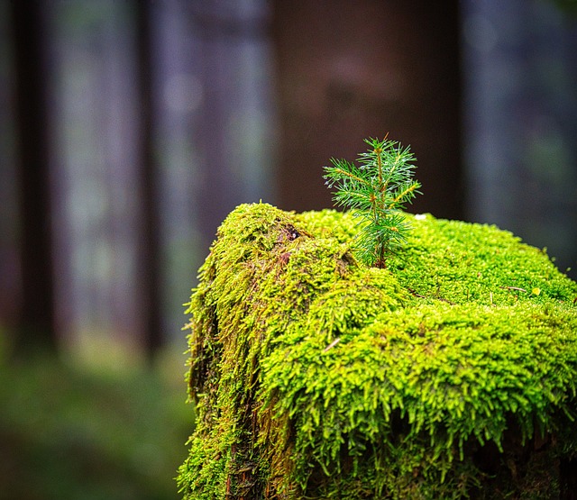 tree company|tree removal|stump grinding|tree trimming