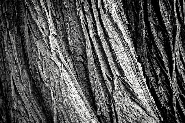 tree removal|tree removal|stump grinding|tree trimming
