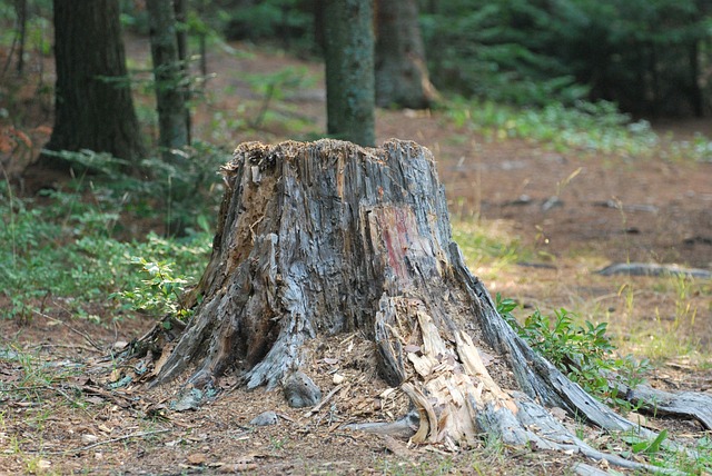 tree removal|tree removal|stump grinding|tree trimming
