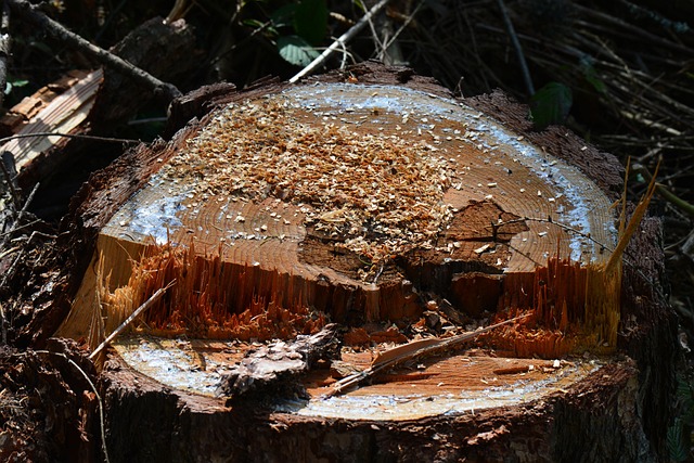 tree removal|tree removal|stump grinding|tree trimming