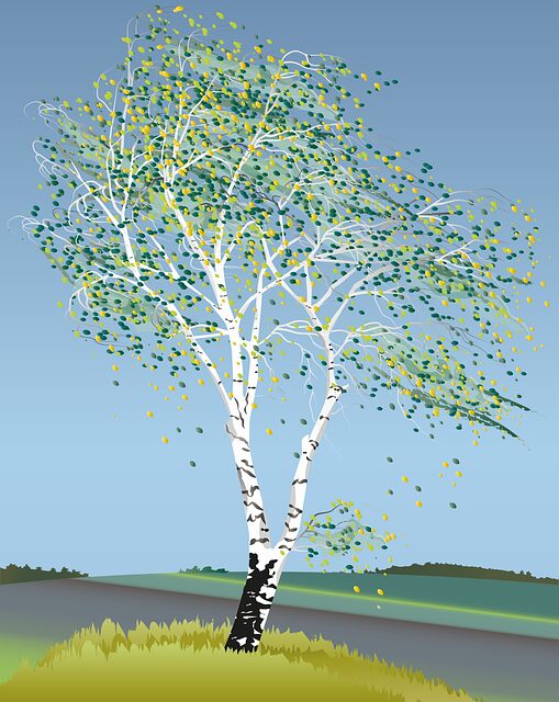 tree removal|tree removal|stump grinding|tree trimming