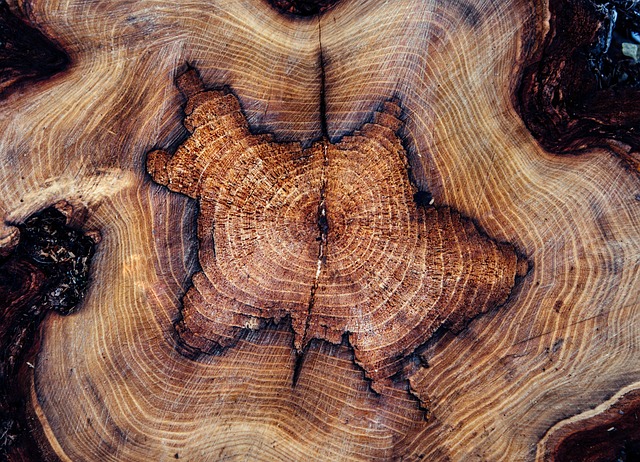 tree removal|tree removal|stump grinding|tree trimming