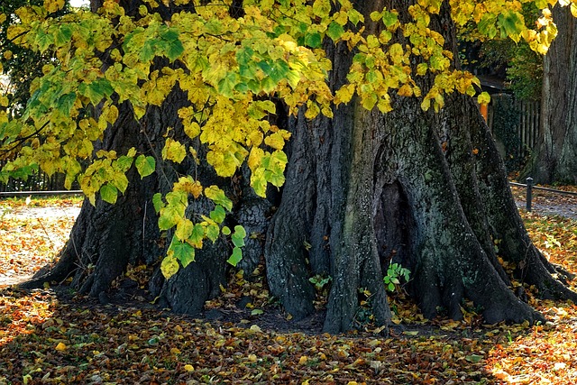 tree-removaltree-removalstump-grindingtr-640x480-56925713.jpeg