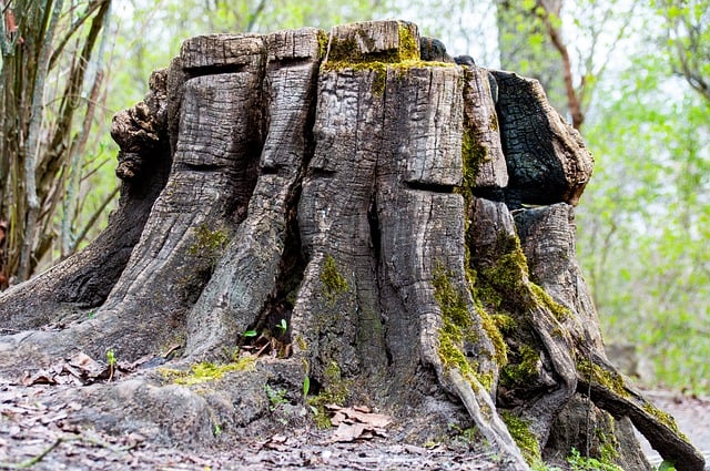 tree removal|tree removal|stump grinding|tree trimming