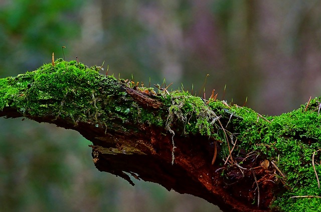 tree-removaltree-removalstump-grindingtr-640x480-85926758.jpeg