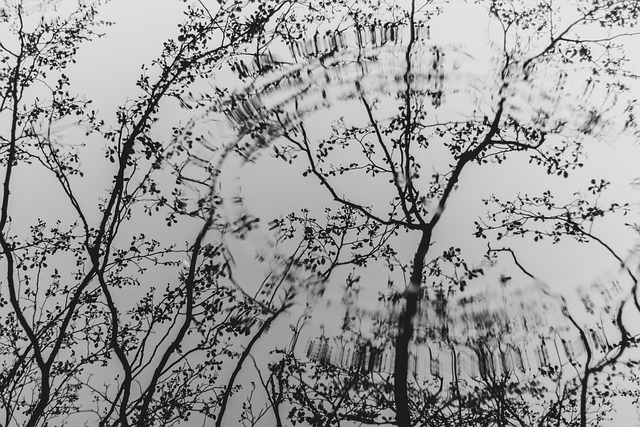 tree company|tree removal|stump grinding|tree trimming