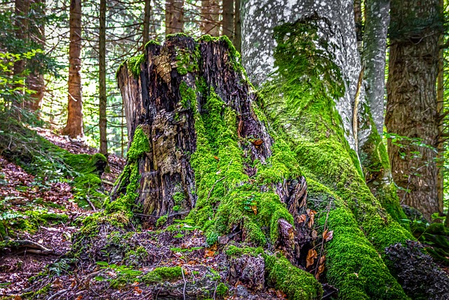 tree-companytree-removalstump-grindingtr-640x480-18856870.jpeg