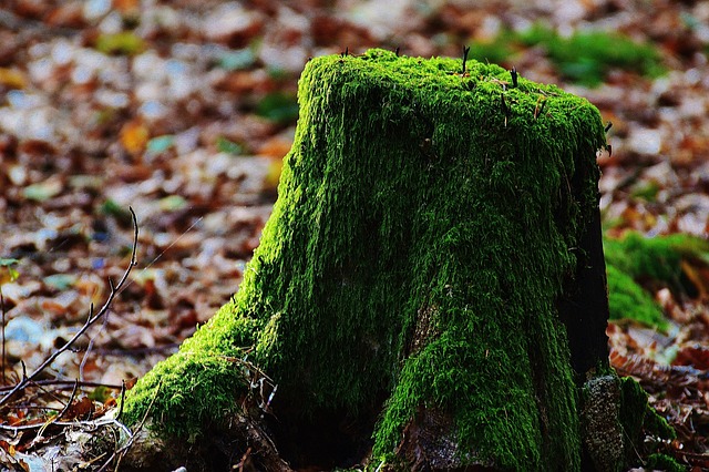 tree company|tree removal|stump grinding|tree trimming