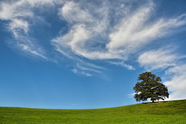 tree company|tree removal|stump grinding|tree trimming