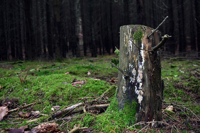 tree company|tree removal|stump grinding|tree trimming