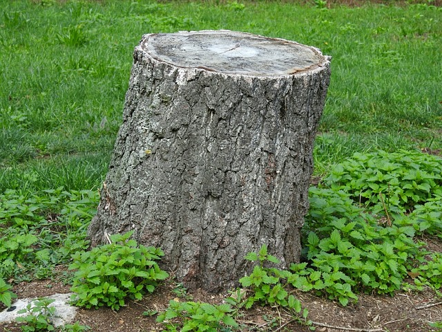 tree-companytree-removalstump-grindingtr-640x480-58207859.jpeg
