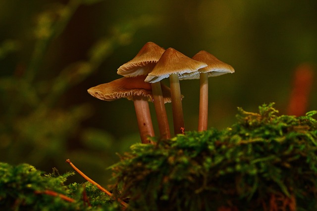 tree company|tree removal|stump grinding|tree trimming