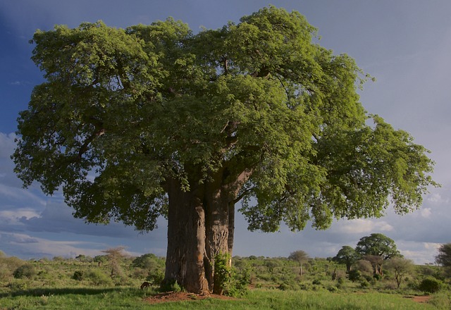 tree-companytree-removalstump-grindingtr-640x480-97880148.jpeg