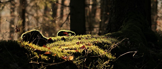 tree removal|tree removal|stump grinding|tree trimming